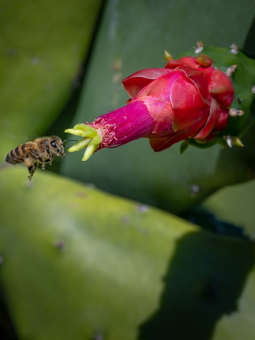 The Farm at Hokuala bee beekeeping apiary