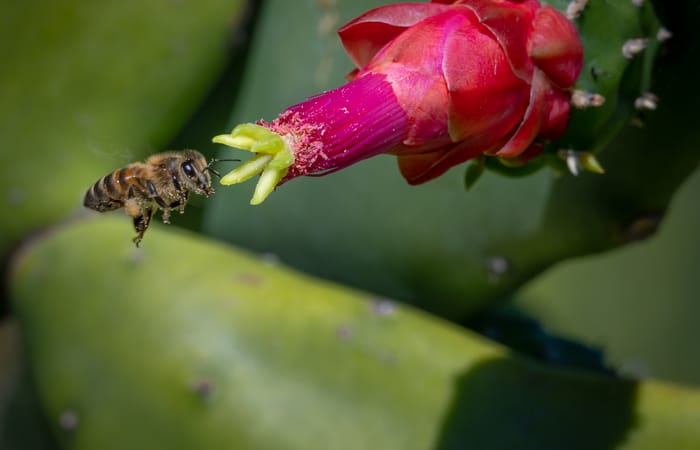 The Farm at Hokuala bee beekeeping apiary